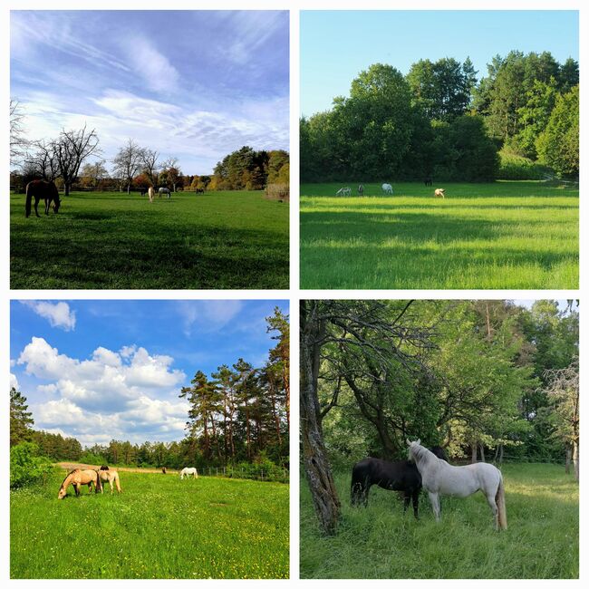 Offenstallplatz frei, Kerstin Hopfengärtner-Kellner , Horse Stables, Hiltpoltstein