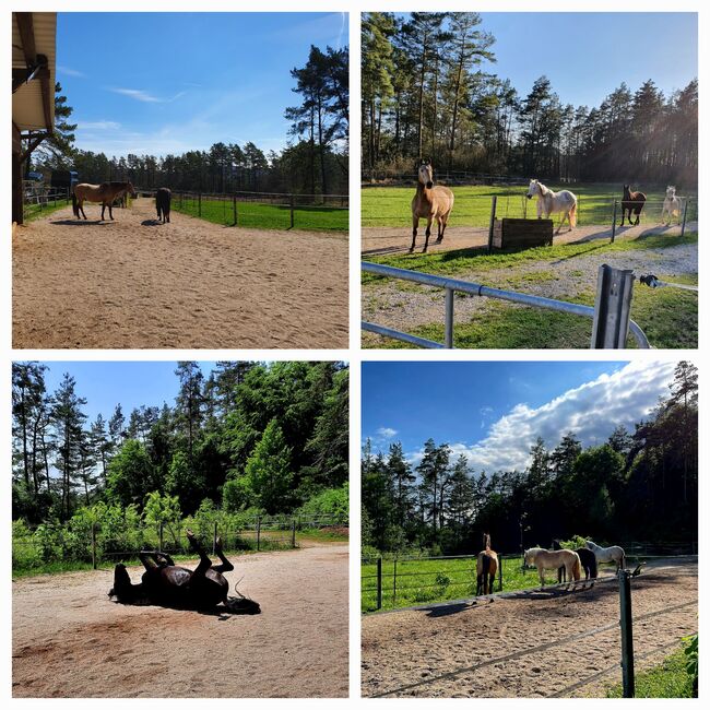 Offenstallplatz frei, Kerstin Hopfengärtner-Kellner , Horse Stables, Hiltpoltstein, Image 3