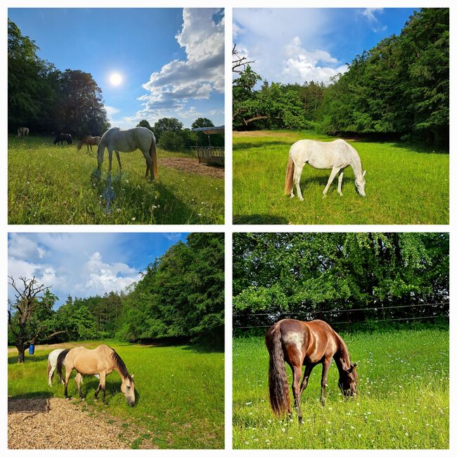Offenstallplatz frei, Kerstin Hopfengärtner-Kellner , Horse Stables, Hiltpoltstein, Image 17