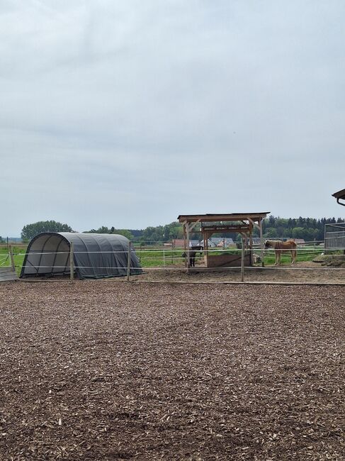 Offenstallplatz frei, Lara, Horse Stables, Schöngeising, Image 3