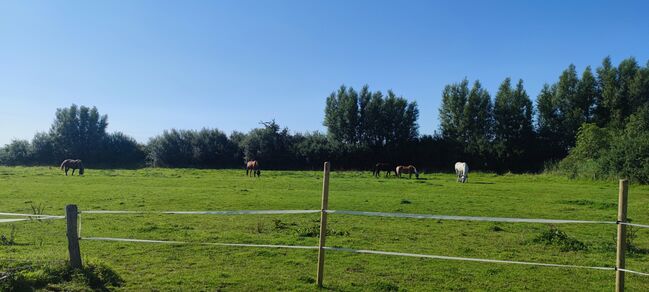 Offenstallplatz für Kur und Dauerplatz frei, Geraldine , Horse Stables, Tating , Image 6