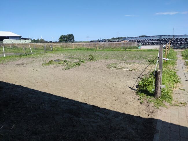 Offenstallplatz für Kur und Dauerplatz frei, Geraldine , Horse Stables, Tating , Image 4