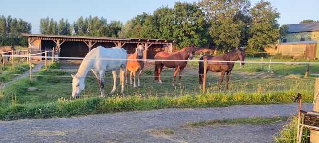 Offenstallplatz für Kur und Dauerplatz frei, Geraldine , Horse Stables, Tating 