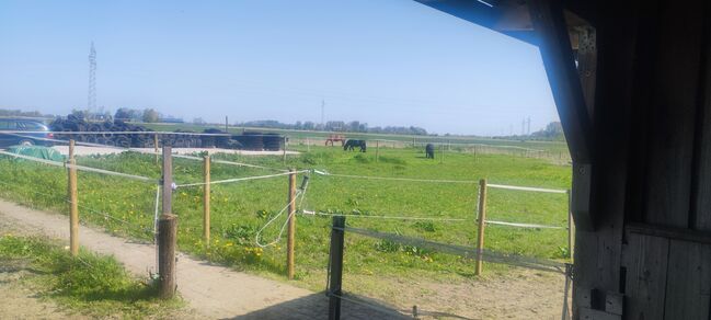 Offenstallplatz für Kur und Dauerplatz frei, Geraldine , Horse Stables, Tating , Image 10