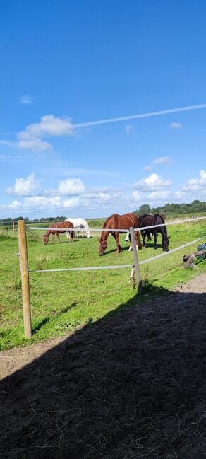 Offenstallplatz für Kur und Dauerplatz frei, Geraldine , Horse Stables, Tating , Image 3