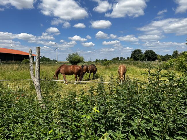 Offenstallplatz für Stute/Wallach, Anna Maria Pludra, Horse Stables, Wustermark, Image 3