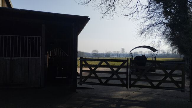 Offenstallplatz Rentnerplatz, Sarah , Horse Stables, Schermbeck , Image 6