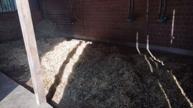 Offenstallplatz Rentnerplatz, Sarah , Horse Stables, Schermbeck , Image 3