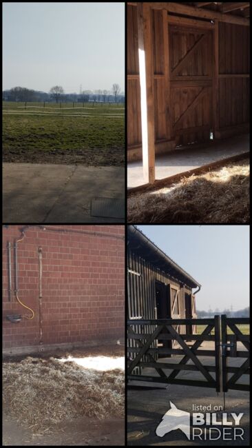 Offenstallplatz Rentnerplatz, Sarah , Horse Stables, Schermbeck , Image 12