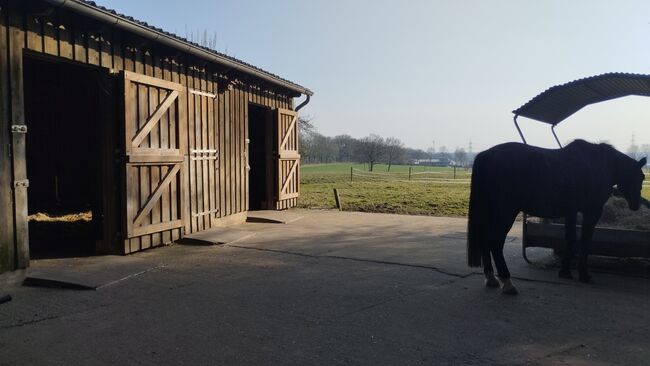 Offenstallplatz Rentnerplatz, Sarah , Horse Stables, Schermbeck , Image 7