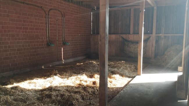 Offenstallplatz Rentnerplatz, Sarah , Horse Stables, Schermbeck , Image 8