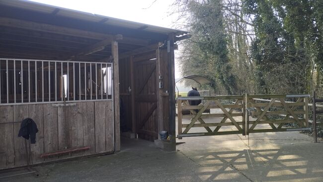 Offenstallplatz Rentnerplatz, Sarah , Horse Stables, Schermbeck , Image 5