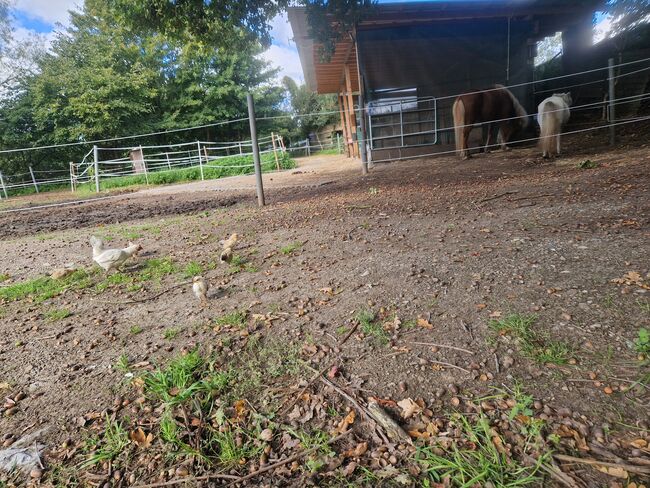 Offenstallplatt für bis zu 2 Pferde Rehe/COPD, Offenstall Rehe/COPD geeignet, Judith , Horse Stables, Münster, Image 2