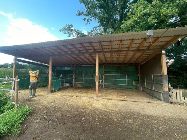 Offenstallplatt für bis zu 2 Stuten Rehe/COPD, Offenstall Rehe/COPD geeignet, Judith , Horse Stables, Münster, Image 4
