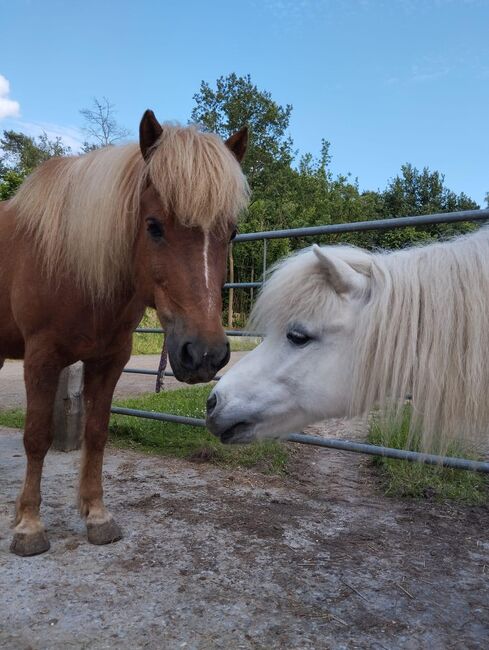 Offenstallplatt für bis zu 2 Stuten Rehe/COPD, Offenstall Rehe/COPD geeignet, Judith , Horse Stables, Münster