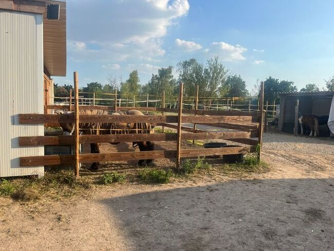 Offenstallplatz in kleinem Privatstall, geeignet für Ekzemer und Allergiker, Paddockboxen, Offenstall, Lena Lachner, Horse Stables, Haßloch, Image 3