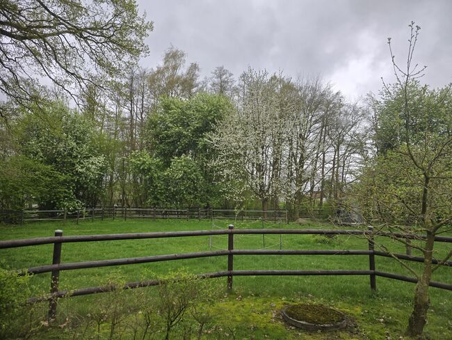 Offenstall Platz Stute oder Wallach, Open Ranch , Marina Schmidt , Horse Stables, Bissendorf , Image 8