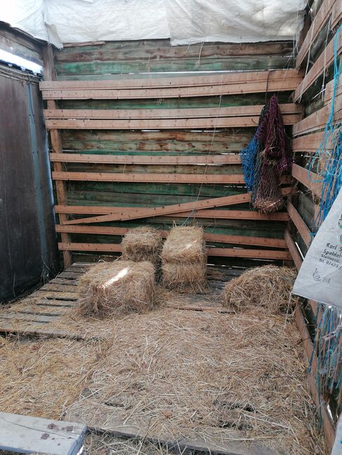 Offenstallplatz mit Paddock Trail in kleiner Herde, Teresa Kumpe, Horse Stables, Frankfurt (Oder), Image 3