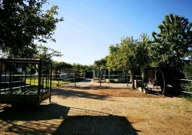 Offenstallplatz mit Weideland Selbstversorger Vollpension / nur Wallach, Anaêl Esmailnejadi Arjomand , Horse Stables, Eltville am Rhein, Image 8