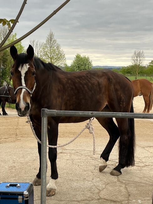 Offenstall Stuttgart Vaihingen und Umgebung, Luana Pieroni , Horse Stables, Stuttgart Vaihingen