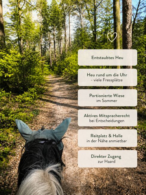 Offenstall Allergiker geeignet, Lea , Horse Stables, Haltern am See