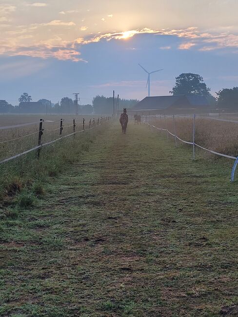 Offenstall mit Trail für Wallach auf 3 Hektar in gemischter Herde, Stallmädels, Horse Stables, Hamminkeln