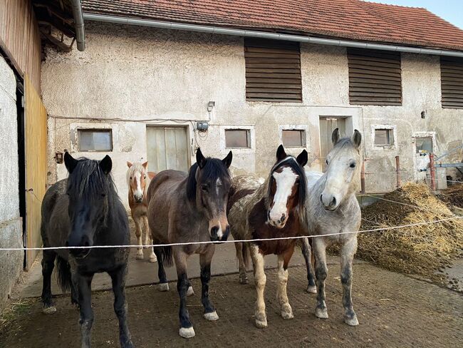 Offenstallplatz auch für Rehepferde geeignet, Corinna , Horse Stables, Bairisch Kölldorf