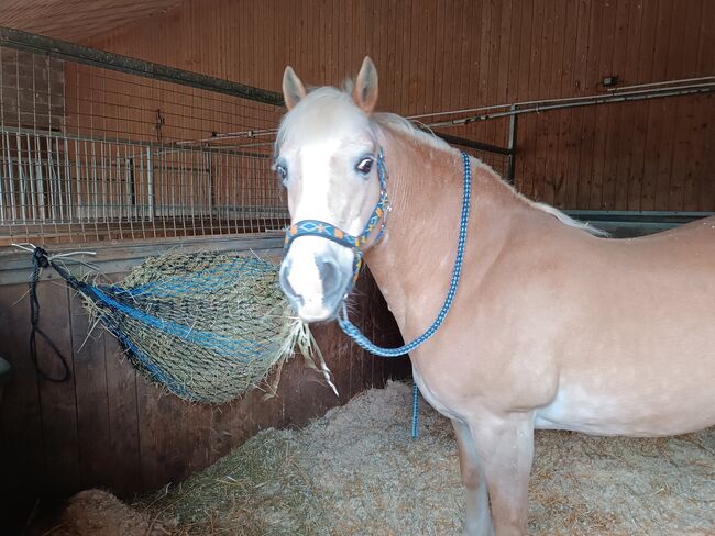 Offenstall, Pferdestall, Pferdebox, Stall, Ulrike Müller , Horse Stables, Coburg