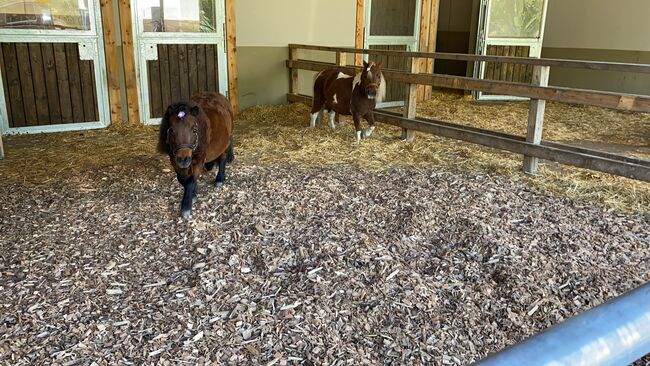 Offenstall -/ Paddockplatz für Pony oder Kleinpferd, Maria , Horse Stables, Hochheim am Main, Image 3