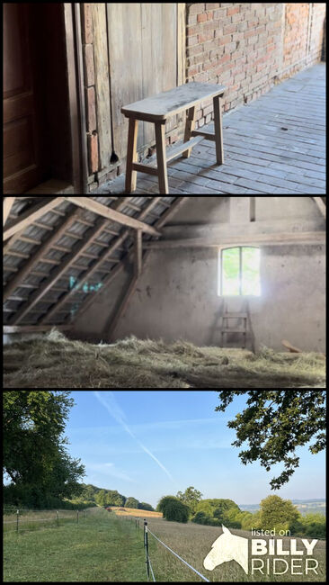 Offenstall | Wallach | bedampftes Heu, Tony, Horse Stables, Extertal, Image 4