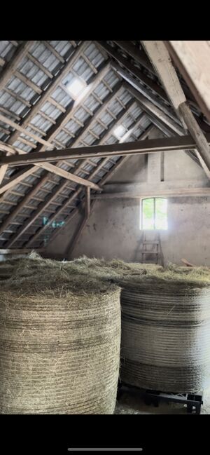 Offenstall | Wallach | bedampftes Heu, Tony, Horse Stables, Extertal, Image 3