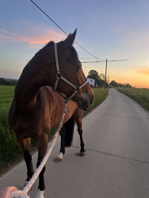 Offenstall Stuttgart Vaihingen und Umgebung, Luana Pieroni , Horse Stables, Stuttgart Vaihingen, Image 5