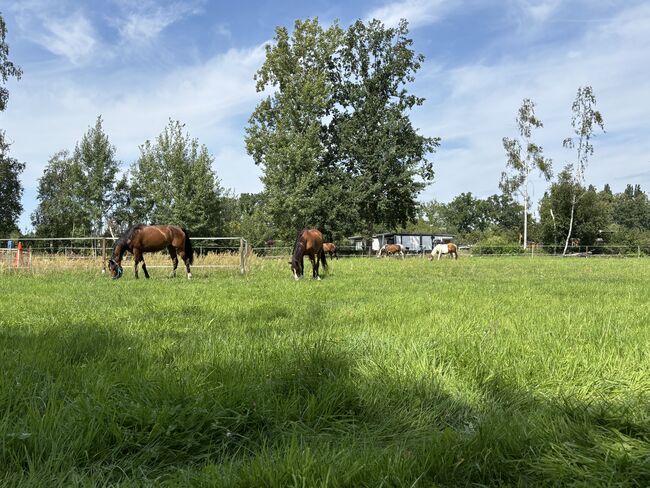 Offenstall für Stuten und Wallache, Charlotte, Horse Stables, Panketal