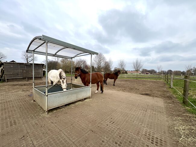 Offenstallplatz für Wallach, Makai, Horse Stables, Panketal, Image 4