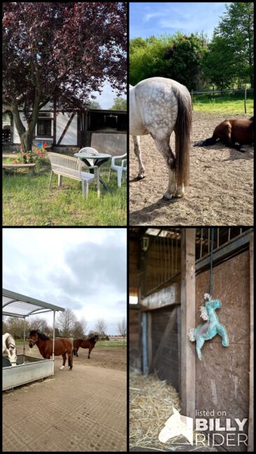 Offenstallplatz für Wallach, Makai, Horse Stables, Panketal, Image 5