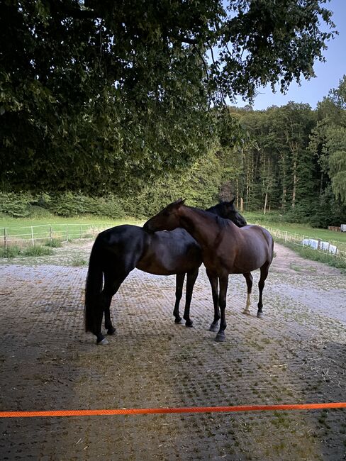 Offenstallplätze in 35102 frei, Anna Draheim, Horse Stables, Marburg
