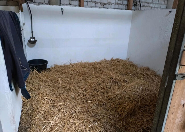 Offenstallplatz frei zum 01.07.2025, Leonie , Horse Stables, Prinzenmoor, Image 3