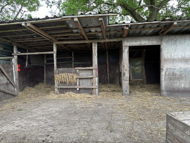 Offenstallplatz frei für 1-2 Wallache, Hannah, Horse Stables, Ahrensburg, Image 2