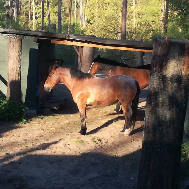 Offenstallplatz, Mike, Horse Stables, Finowfurt