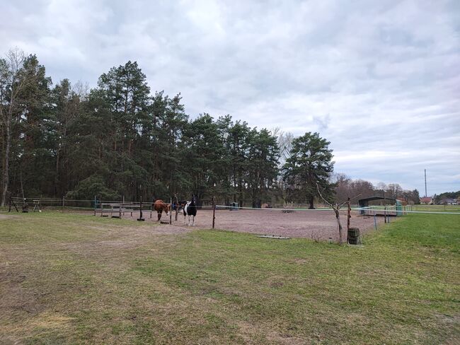 Offenstallplatz für Rehepferd/Rentnerplatz, Angy , Horse Stables, Madlitz-Wilmersdorf Wilmersdorf, Image 2