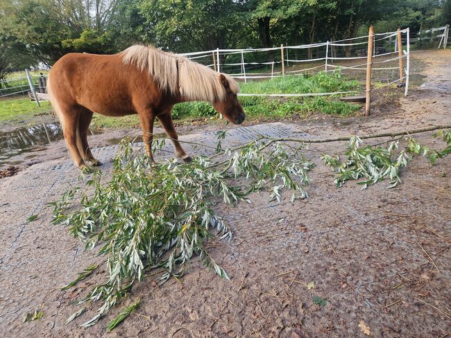 Offenstallplatt für bis zu 2 Pferde Rehe/COPD, Offenstall Rehe/COPD geeignet, Judith , Horse Stables, Münster, Image 7