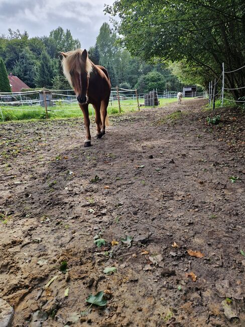 Offenstallplatt für bis zu 2 Pferde Rehe/COPD, Offenstall Rehe/COPD geeignet, Judith , Horse Stables, Münster, Image 8