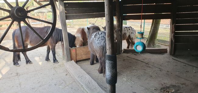 Offenstallplatz für Shetty oder Pony bis 110cm, Sil, Horse & Stable Mats, Mönchengladbach