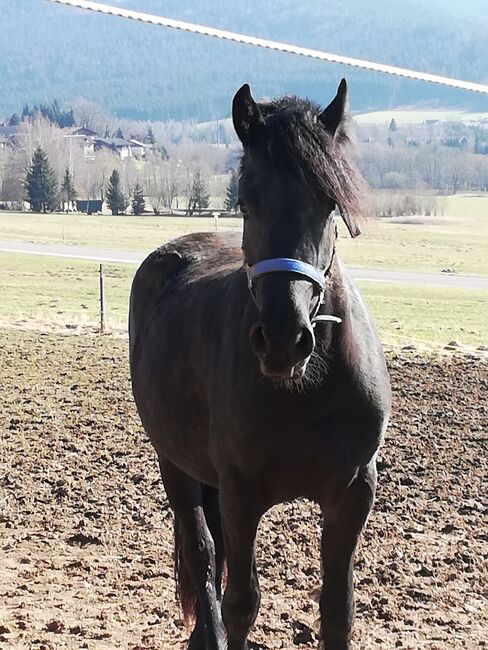 Pflege-, spätere Reit-/Fahrbeteiligung, Karin , Horse Sharing
, Lohberg 