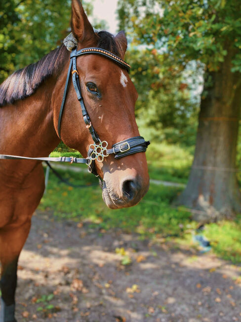 Pflege- spätere Reitbeteiligung, Kiara , Horse Sharing
, Hamm , Image 2