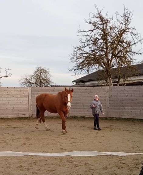 Pflege-/Reitbeteiligung, Gerti, Konie na sprzedaż, Pabneukirchen, Image 3