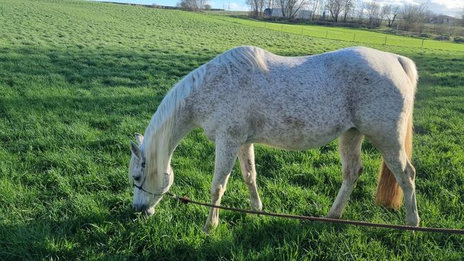 Pflegebeteiligung in 55234 Biebelheim, SabineF, Horse Sharing
, Bechtheim, Image 2