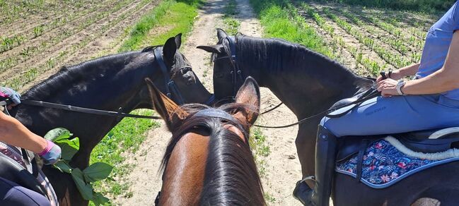 ReitGELEGENHEIT, Verena, Horse Sharing, Entschendorf am Ottersbach