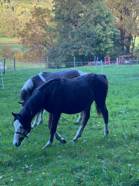 Eyecatcher im Gunner Look, Kerstin Rehbehn (Pferdemarketing Ost), Horses For Sale, Nienburg, Image 8