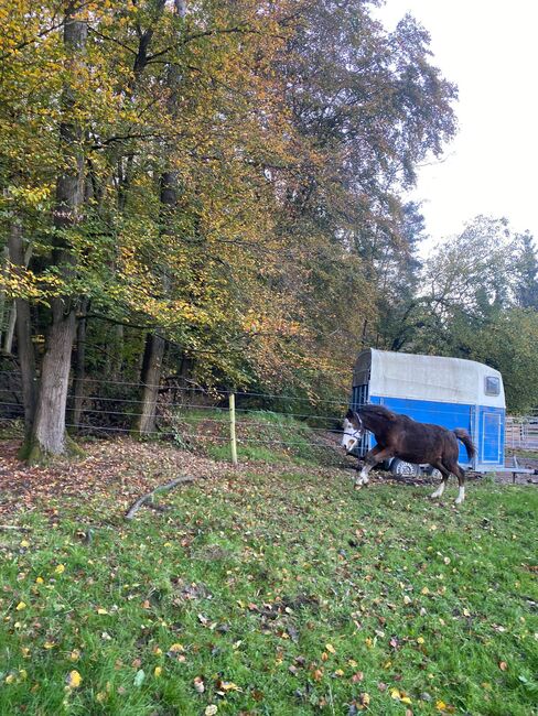 Eyecatcher im Gunner Look, Kerstin Rehbehn (Pferdemarketing Ost), Horses For Sale, Nienburg, Image 4